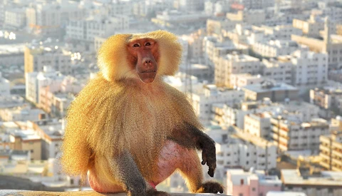 Golden-furred monkey with distinctive facial features sitting on a ledge overlooking a sprawling cityscape.