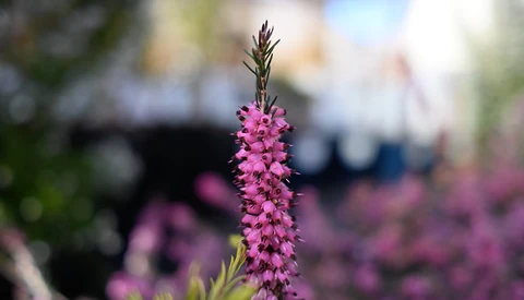 Pink flower spike in sharp focus with blurred garden background.