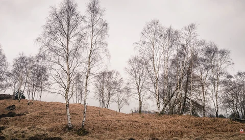 Bare birch trees scattered across a sloping hillside covered in brown grass under an overcast sky.