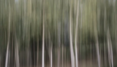 Vertical lines with motion blur effect creating an abstract forest-like pattern in muted greens and grays.