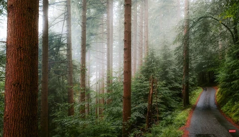 Misty forest with tall conifers and a winding dirt road receding into soft light.