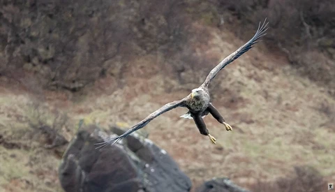 Bald eagle in flight with wings extended against a blurred rocky landscape background.