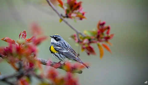 Yellow-rumped warbler perched on a flowering branch with red and yellow blossoms.