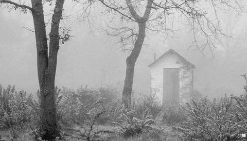 Small white shed surrounded by bare trees and frost-covered vegetation in dense fog.