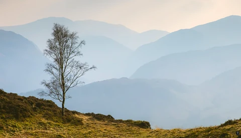 Solitary bare tree on hillside with layered mountains in misty background.