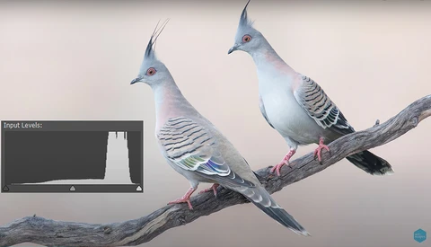 Illustration of two crested birds perched on a branch, with a histogram panel showing input levels displayed in the lower left corner.