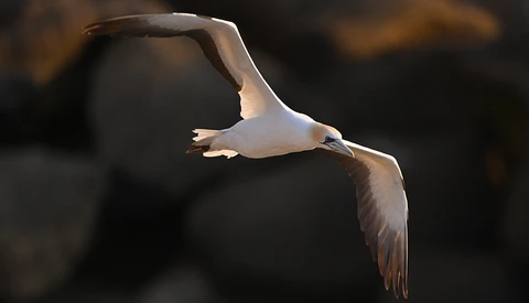 White seabird captured mid-flight against a dark blurred background, wings spread wide.