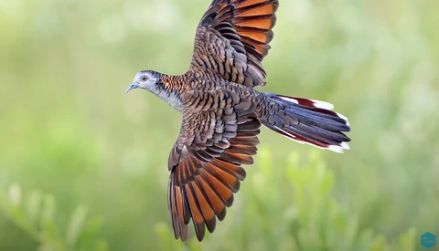 Wild turkey in flight with wings spread, displaying rich brown and copper plumage against a soft green background.