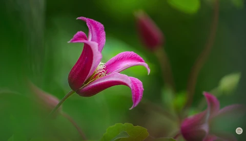 Magenta flower with recurved petals and prominent stamens against soft green foliage.