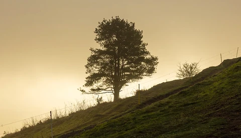 Solitary pine tree silhouetted against golden sky on a grassy hillside.