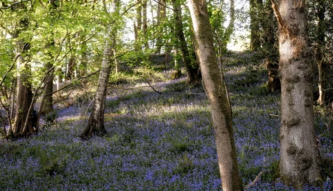 Carpet of purple-blue flowers blooming beneath scattered trees on a sloped woodland floor.