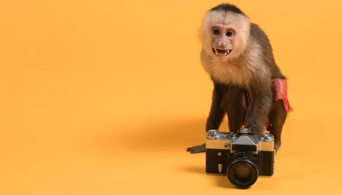 Capuchin monkey sitting on a vintage rangefinder camera against a yellow background.