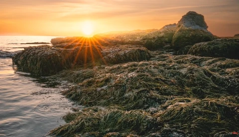 Sun rising between rocky outcrops covered in seaweed at a rocky shoreline during golden hour.