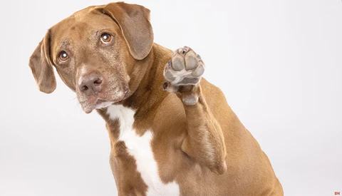 Brown and white dog with raised paw against white background.