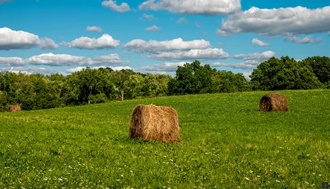 Round hay bales scattered across a bright green pasture under a blue sky with white clouds.
