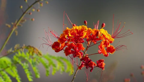 Vibrant red and orange clustered flowers with delicate red stamens against a soft, blurred gray background.