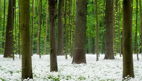 Forest floor carpeted with white flowering plants beneath tall green trees.