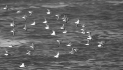 Flock of seabirds in flight over dark ocean water captured in black and white.