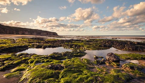 Rocky tidal zone covered in bright green algae with shallow pools reflecting a cloudy sky and distant cliffs.