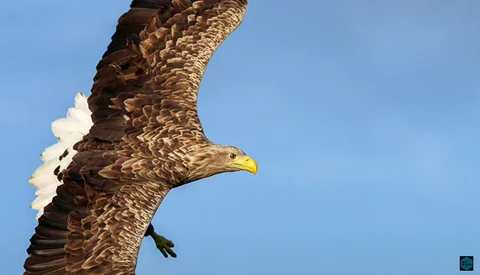 Bald eagle in flight against clear blue sky, wings spread wide with white head and tail feathers visible.
