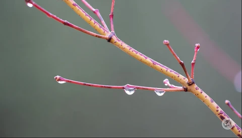 Red and orange plant stems with water droplets against a soft gray background.