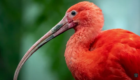 Scarlet ibis in profile showing curved bill and vibrant red plumage against blurred green background.