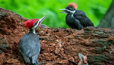 Three dark woodpeckers perched on a textured log, with one displaying striking red plumage on its head and body.