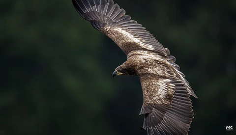 Golden eagle in flight with wings spread against a dark green blurred background.