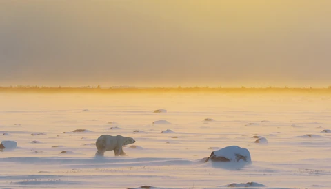 Polar bear walking across Arctic sea ice at golden hour with another bear resting in the distance.