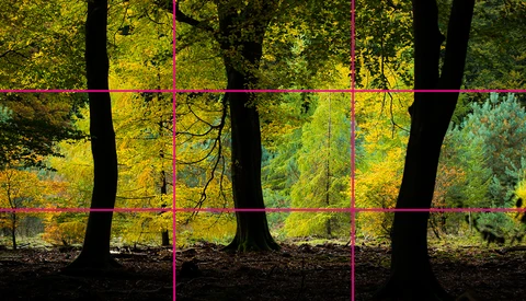 Forest trees with magenta grid overlay against golden autumn foliage and dark shadows.
