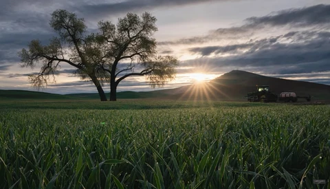 Solitary tree in a vast green field at sunset, with mountains and farm buildings in the distance.