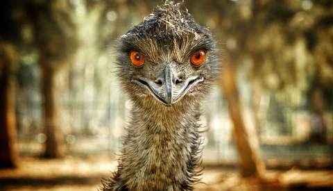 Close-up portrait of an emu with striking orange eyes staring directly at the camera.