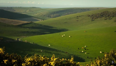 Rolling green hillside with scattered white sheep and golden gorse flowers in foreground.