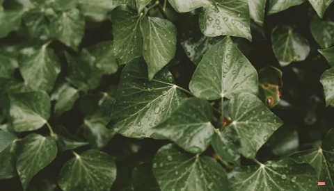 Close-up of green leaves with water droplets after rain or misting.