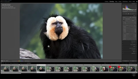 Golden-faced lion tamarin with distinctive black fur and pale face looking directly at camera.