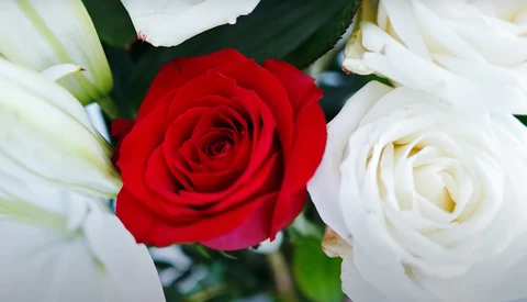 Vibrant red rose surrounded by white roses with green foliage in a tight floral arrangement.