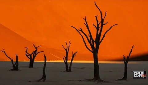 Illustration of dead, leafless trees silhouetted against an orange and golden sunset sky over dark ground.