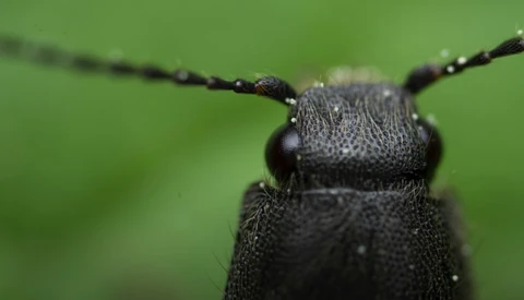 Close-up macro photograph of a dark beetle's head and thorax against a soft green background.