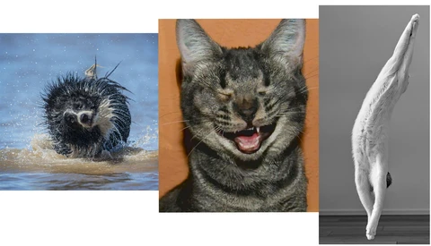 Three animal portraits arranged in a triptych: a porcupine in water, a smiling tabby cat, and a white seal or sea lion.