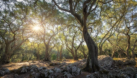 Ancient gnarled trees with thick trunks create a natural canopy in dappled sunlight filtering through golden foliage.