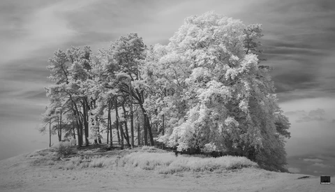 Frost-covered trees on a snowy landscape under dramatic cloudy sky in black and white.