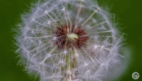 Close-up macro photograph of a dandelion seedhead with delicate white filaments radiating from a reddish-brown central disk against a soft green background.