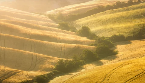 Rolling hillside landscape with layered golden fields and tree-lined valleys in warm, directional light.