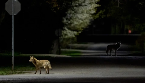 Coyote standing on an urban street at night beneath a street lamp, with a second coyote visible in the background.
