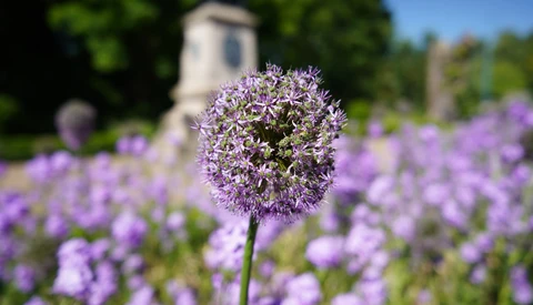 Purple allium flower in sharp focus with soft bokeh of blooming flowers and garden architecture behind.
