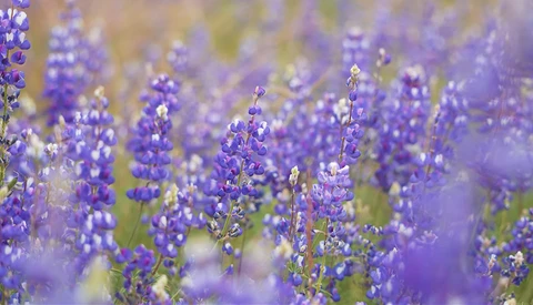 Purple lupine flowers in soft focus with shallow depth of field in a natural field setting.