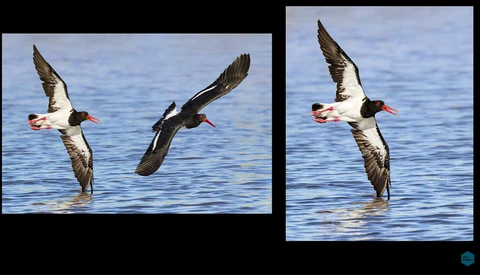 Two seabirds with black and white plumage diving into blue ocean water side by side.