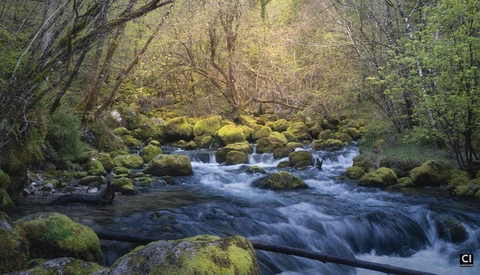 A flowing stream winds through a moss-covered forest with overhanging trees and boulder-strewn banks.