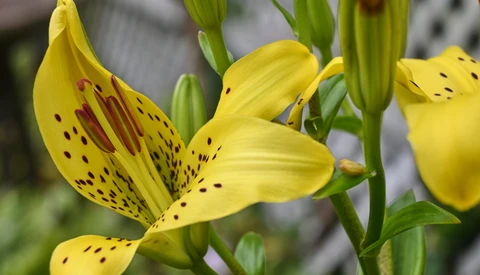 Yellow lily flowers with burgundy spots and speckles, with unopened buds and green stems visible.