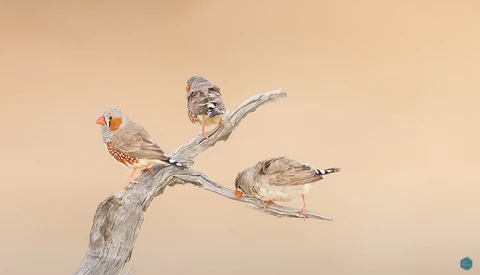 Three small birds perched on a gnarled branch against a warm beige background.